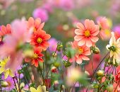 اعرف زهرة ميلادك حسب الشهر.. القرنفل لمواليد يناير والزعرور لمايو
