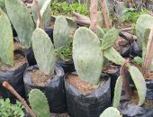 "أحمر وأصفر وأبيض" التين الشوكي الهجين بدون شوك وبيطرح طول السنة.. فيديو وصور