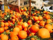 جنانين موالح تفهنا العزب بالغربية تستعد لإنتاج بشاير البرتقال الصيفى بعد أيام.. انطلاق موسم حصاده فى سبتمبر.. وأحد أبناء القرية: نزرع أكثر من 1700 فدان ونصدر كميات كبيرة.. ويؤكد: ننافس بقوة فى الأسواق العالمية