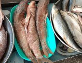 الأسماك المملحة أكلة أهالى الغربية المفضلة قبل رمضان.. إقبال كبير من المواطنين على شراء الفسيخ والرنجة.. أصحاب المحال: نستعد فى هذه الأيام للموسم المقبل.. ويؤكدون: عيد الفطر وشم النسيم أهم المواسم.. فيديو وصور