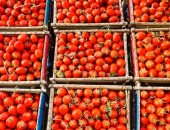 سعر الطماطم اليوم الخميس 27-2-2025 فى منافذ وزارة التموين