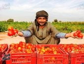 وسط فرحة المزارعين.. حصاد الطماطم فى مزارع غرب الأقصر مستمر