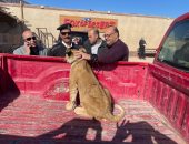 القصة الكاملة للعثور على شبل أسد داخل محطة سفارى جبلية فى الغردقة.. حملة من شرطة البيئة والمحميات تكشف استغلاله بالترويج مع السيائحين بدون تصاريح.. والنيابة تقرر إيداعه فى حديقة الحيوان بالجيزة.. صور