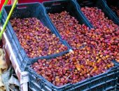 أسعار البلح اليوم الإثنين 12-1-2026 بأسواق مطروح.. السيوي بـ50 جنيها