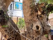 عمرها أكثر من 100 عام.. قصة شجرة ضريح أبو نبوت في قنا.. فيديو وصور