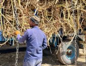 موسم الخير.. مصنع سكر قوص يواصل استقبال توريدات المزارعين من محصول القصب.. مزارعون: المصنع يقدم تسهيلات لنا ومدير البيئة والسلامة.. يعمل بالغاز الطبيعى حفاظا على البيئة.. وينتج 750 ألف طن سنويا.. صور