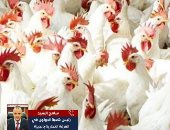أسعار الدواجن قبل رمضان.. والشعبة التجارية: الكميات متوافرة بالأسواق "فيديو"