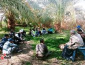 الوادى الجديد تعلن الحرب على سوسة النخيل بأكبر مبادرة لمكافحتها.. استخدام أحدث جهاز للكشف عن الإصابة بتقنية النبضات الرنينية وأجهزة الحقن الهيدروليكى المتطور.. ونسبة النجاح تصل 100% لتعزز صادرات التمور.. صور