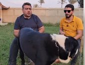 احذر هذا الوحش العملاق.. كلب من عالم آخر سعره يصل ربع مليون جنيه.. فيديو