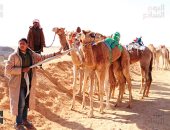 العريش تستضيف مهرجان الهجن الرياضى احتفالًا بالذكرى 43 لتحرير سيناء