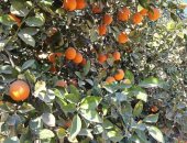 خير بلدنا.. انطلاق موسم حصاد البرتقال الصيفى يزين المزارع.. زراعة الشرقية: ينافس بقوة فى الأسواق العالمية ومعروف بمذاقه الجيد.. متوسط إنتاجية الفدان من 15 إلى 22 طن.. فيديو وصور