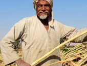 الأجر أجران.. العم عاشور يعمل باليومية فى حصاد وتحميل القصب بقنا فى رمضان