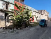إهمال البنية التحتية يحول حفرة بشوارع كوبا إلى مزرعة موز.. فيديو