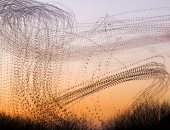 صور مذهلة لفنانة بريطانية تحول هجرة الطيور لأعمال فنية