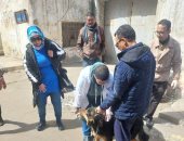 حملة لتطعيم كلاب الشوارع ضد السعار في الإسكندرية