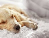 تفسير حلم الكلب.. يختلف التأويل حسب حالة الحيوان معك في المنام