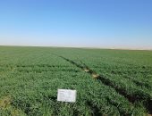 بشاير الخير.. مصر تجنى أولى ثمار برنامجها السلمى للطاقة الذرية.. بدء زراعة طفرة جديدة من القمح لزيادة إنتاجه 33% بـ7 مزارع لاستكمال الاختبارات.. السنبلة الواحدة تحمل 320 حبة زيادة عن التقليدية بـ3 طفرات