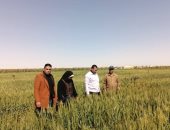 الذهب الأصفر.. موسم حصاد القمح يقترب بالوادى الجديد.. زراعة 343 ألف فدان هذا الموسم.. نجاح تجربة الزراعة على مصاطب ونجاح تطبيق نظم الرى المطرى الحديث.. وأنشطة توعوية لزيادة الإنتاج ومكافآت تشجيعية لأعلى إنتاجية