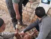 تعرف على جهود الطب البيطرى بأسوان للحفاظ على الثروة الحيوانية والداجنة