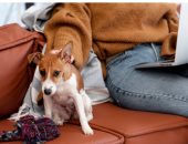 لو في بيتك حيوان أليف.. اعرف إزاي تختار الأثاث المناسب ونصائح لحمايته