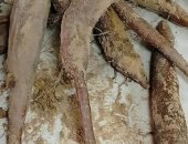 تعرف على نبات الكاسافا البديل المستقبلى لمحصول القمح بالوادى الجديد