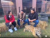 لأول مرة من داخل مملكة النمور فى مصر.. لحظة هجوم الأسد على الحلو