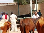 غدا تنطلق حملة تحصين الثروة الحيوانية بأسوان ضد الحمى القلاعية