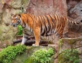 9 أنواع نمور مفترسة قد لا تعرفها من قبل.. أحدها منقرض من الخمسينيات