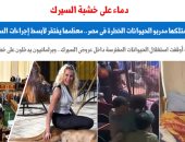 دماء على خشبة العرض.. كيف يتحول السيرك لمسرح جريمة؟.. برلمانى