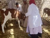 تعرف على جهود الطب البيطرى بأسوان للحفاظ على الثروة الحيوانية