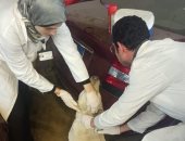 محافظة الإسكندرية تكثف حملات تطعيم كلاب الشوارع ضد السعار
