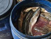 غلق 4 منشآت غذائية وإعدام طن فسيخ ورنجة فى الدقهلية.. التفاصيل