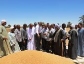 محافظ أسوان يعطى إشارة البدء لموسم حصاد محصول القمح بقرية الحكمة