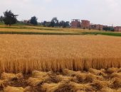 صوامع محافظة الشرقية تفتح أبوابها لاستقبال 253 طنا من القمح