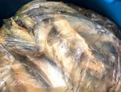 ضبط أسماك مملحة غير صالحة للاستخدام الآدمى قبل شم النسيم بالإسكندرية