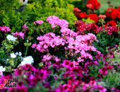 3 وزراء يفتتحون معرض زهور الربيع بالمتحف الزراعى.. وزير الزراعة: الإنتاجية المتوقعة العام الحالى من القمح المحلى 10 ملايين طن.. والحكومة تسعى إلى استلام 5 ملايين طن كمرحلة أولى ولدينا الإمكانية لاستيعاب الكمية