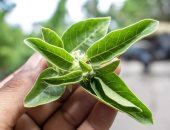 عشبة طبيعية تعزز التركيز ووظائف المخ والمناعة.. ما هى