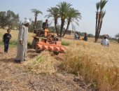 الدهب الأصفر نور الغيطان.. الصوامع تستقبل محصول القمح الجديد