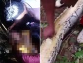 لحظة مرعبة لسيدة عُثر عليها ميتة ورأسها فى فم ثعبان طوله 23 قدمًا