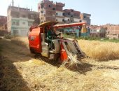 استمرار حصاد محصول القمح بالشرقية.. والمزارعون: هامش الربح مرضى للجميع