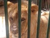 إبراهيم متولي لـ إكسترا نيوز: مد بعض الحدائق بالحيوانات ورفع كفاءة بيت الزواحف