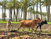 بين شقاء العمل وأمل الرزق.. جمع محصول البطاطس عيد فى البدرشين.. المزارعون: نرعى أرضنا طول العام وفرحتنا الكبيرة يوم الحصاد.. العمال: موسم كثيف وفاتح بيوت ناس كتير.. والعاملات: بنكافح عشان أولادنا.. صور