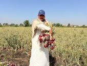 البصل الأحمر يغرق الأسواق.. "بني عبيد" بالدقهلية تبدأ موسم الحصاد.. "الطنطاوى" ينافس الصعيدى ويهبط بالسعر لـ4 جنيهات.. والمزارعون: هنأكل مصر ببلاش.. وننتظر خطة الحكومة لفتح باب التصدير.. فيديو وصور