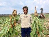 محصول مربح للفلاح.. زراعة 36 ألف فدان من محصول بنجر السكر بالشرقية