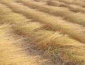 حصاد 12 ألف فدان من الذهب الأخضر "الكتان" فى كفر الشيخ.. انتشار المزارعين لتقليعه أو حصاده بالآلات وتحميله للمصانع.. يدخل فى 25 صنعة.. والمتخصصون: تعدد مراحل تصنيع الكتان لإنتاج الأقمشة والزيت والمراكب.. فيديو