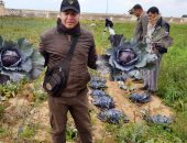 بحوث الصحراء: مشروع حقن التربة الرملية بالطين حصل على 3 براءات اختراع