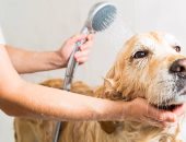 5 نصائح تساعدك تتخلصى من روائح الحيوانات الأليفة في بيتك 