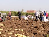انطلاق موسم حصاد البطاطس فى القليوبية.. "الثمرة المدفونة" تكسو الأرض باللون الذهبى.. المزارعون: موسم الحصاد عيد لنا والإنتاج هذا العام كان جيدا.. والزراعة: لدينا 4180 فدانا مزروعة بالمحصول هذا العام.. صور