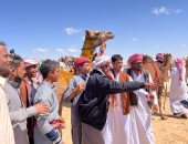 سباقات الهجن تعود إلى العريش.. تراث يتجدد.. فيديو