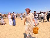 تتويج الجمال الفائزة بدهان الزعفران في سباق العريش للهجن.. فيديو